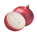 Fresh Big Onion for Export Vietnam Malaysia Singapore